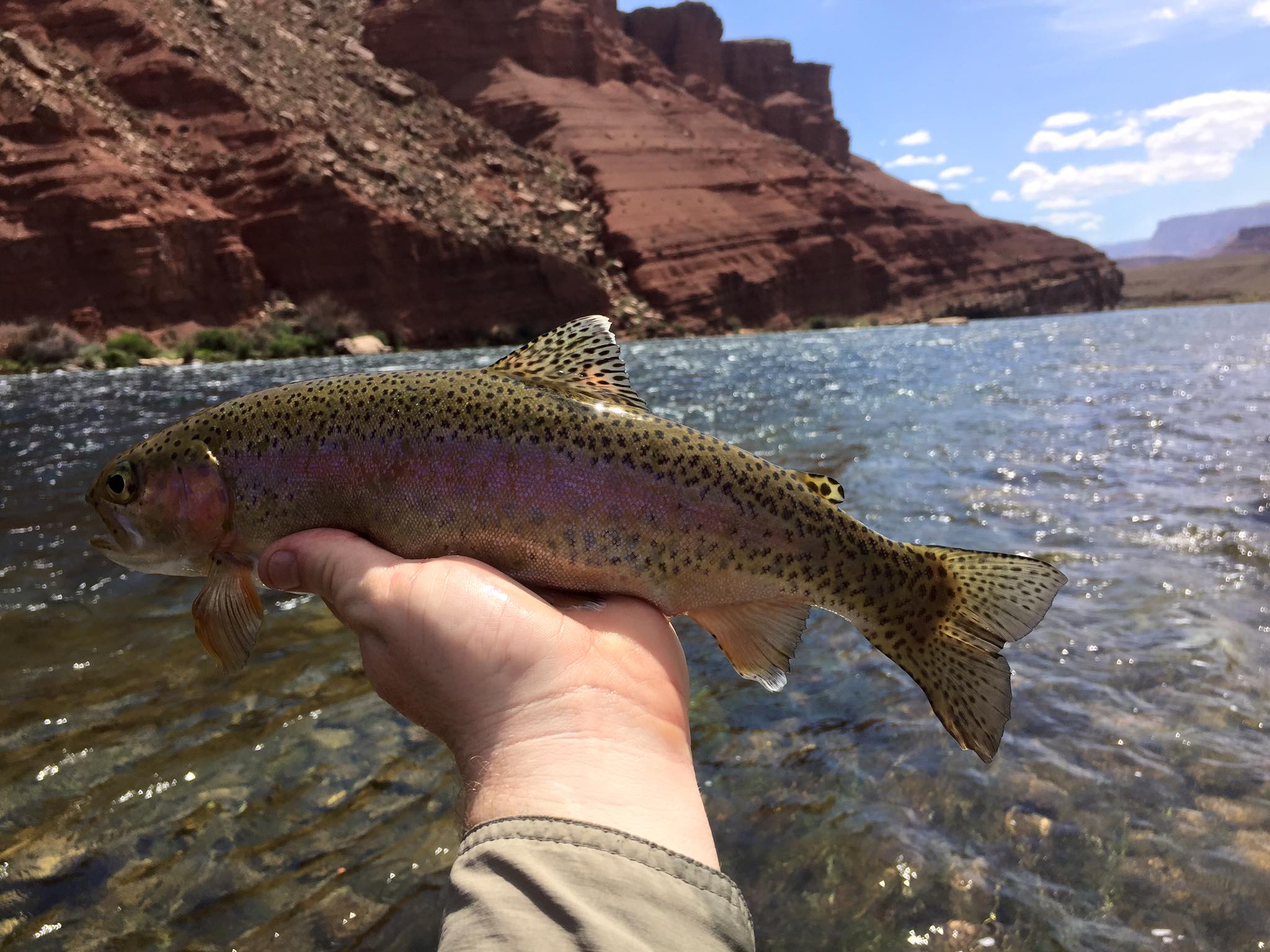 lees ferry fly fishing report marble canyon walk in area lees ferry guides